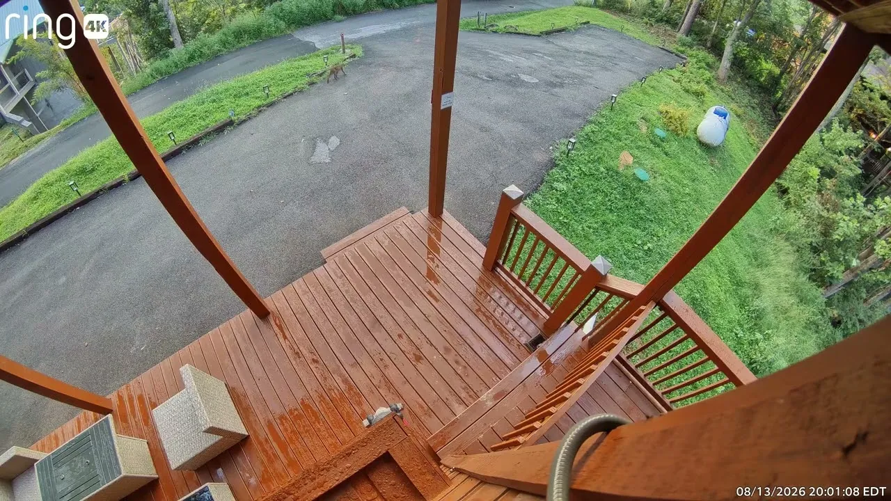 Still from the video: A bobcat at dusk, August 13